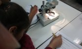 Les élèves de CM2 utilisent le microscope pour découvrir la germination des (...)